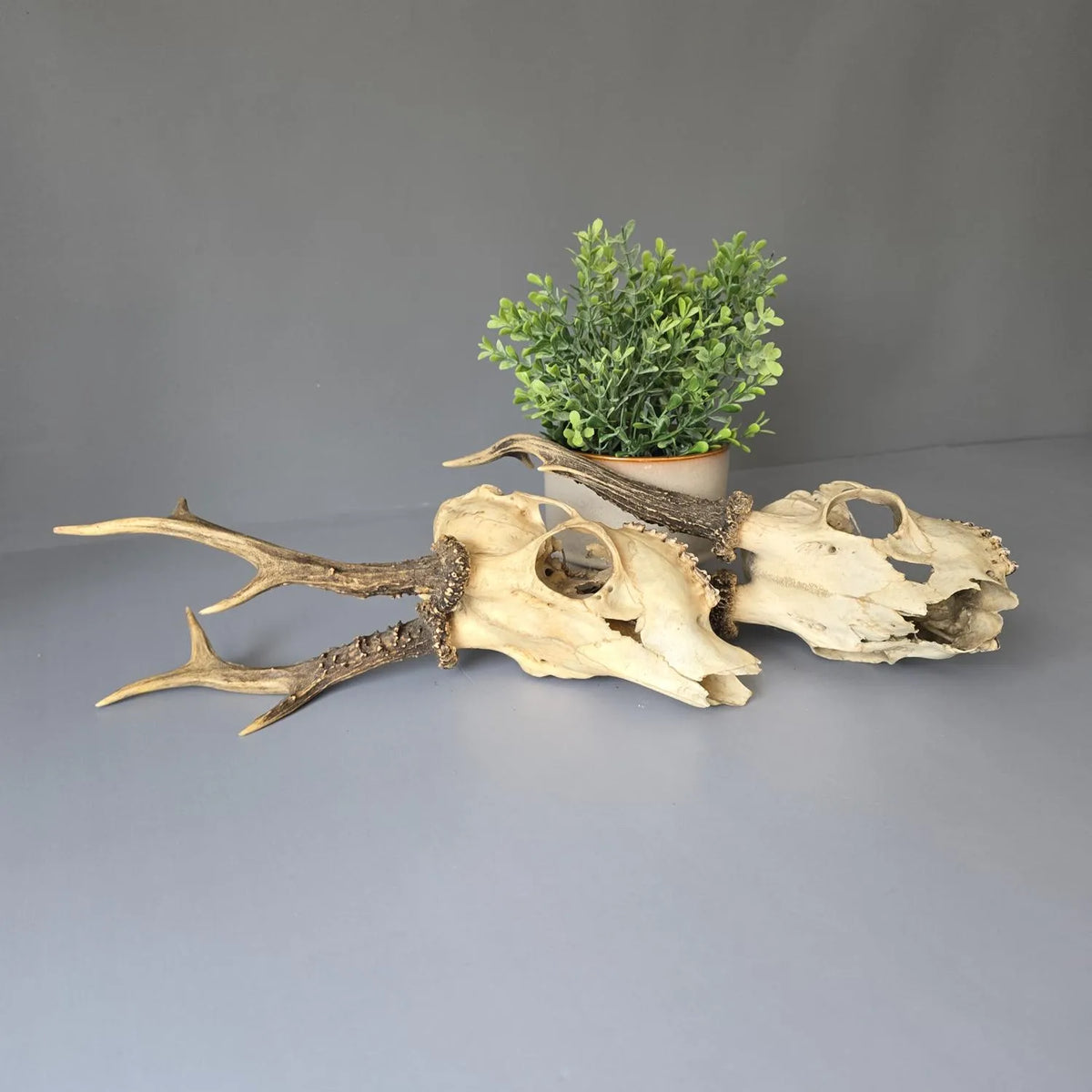 Zwei Rehgehörne - 2 alte Rehgeweihe - 2 Rehschädel - Jagdtrophäen